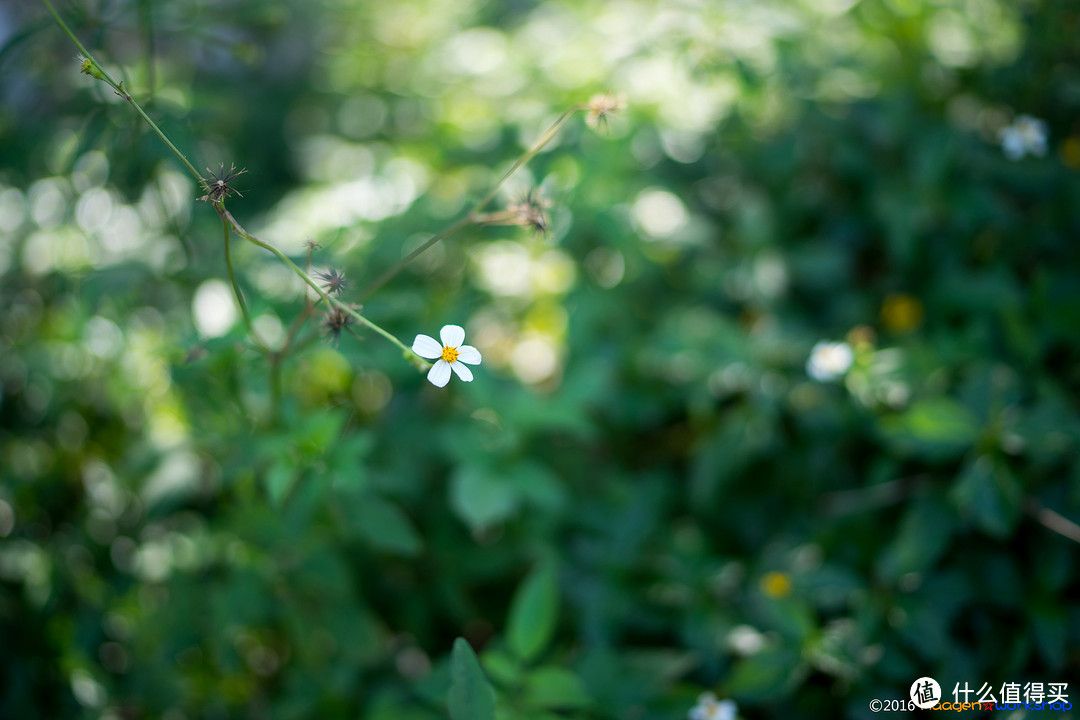 f1.4带来的梦幻浅景深