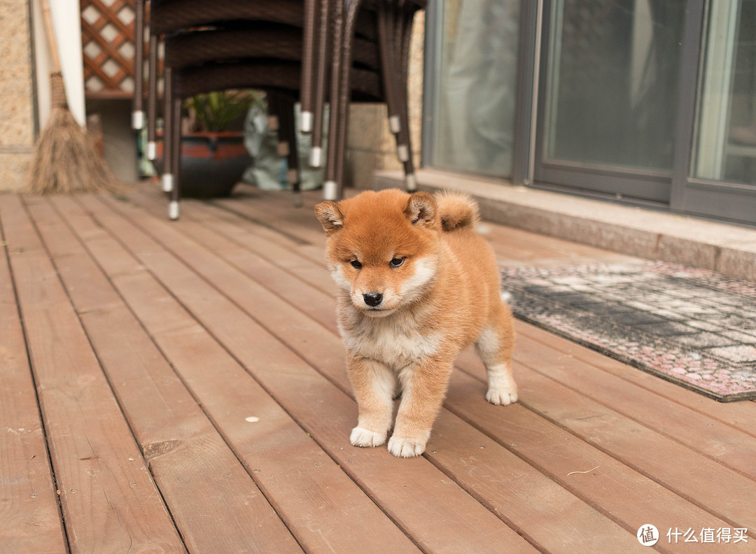 照顾小奶狗要注意些什么？我家小柴犬的成长记录，来看看两个肉球之间的战争吧