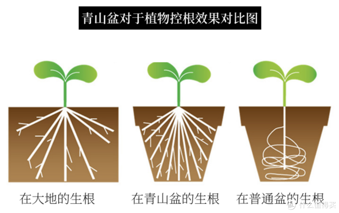 如何一分钟内让植物颜值翻倍？换盆就行！