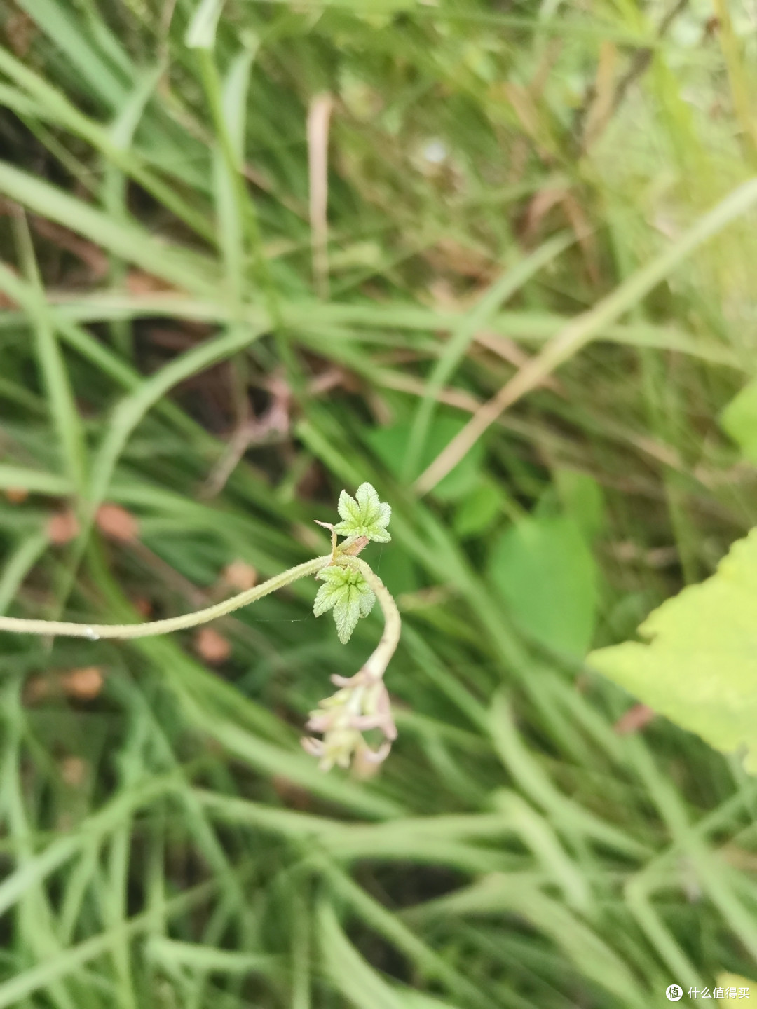 荣耀
