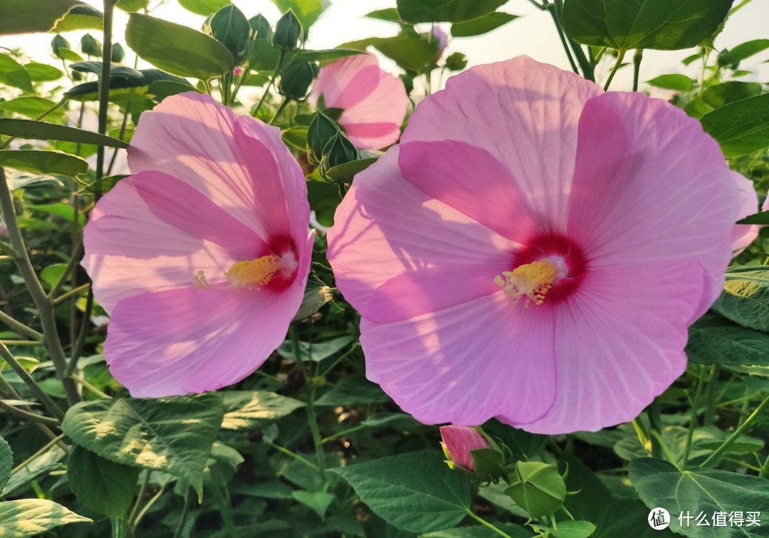 米九手机记录——花比脸大的大花秋葵