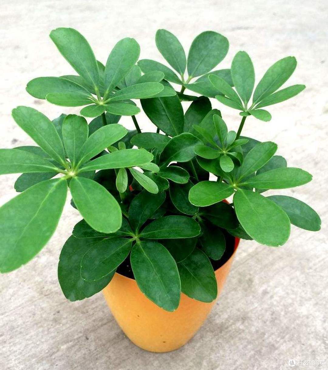 家有宠物请自查:这25种常见植物,能让猫狗中毒!