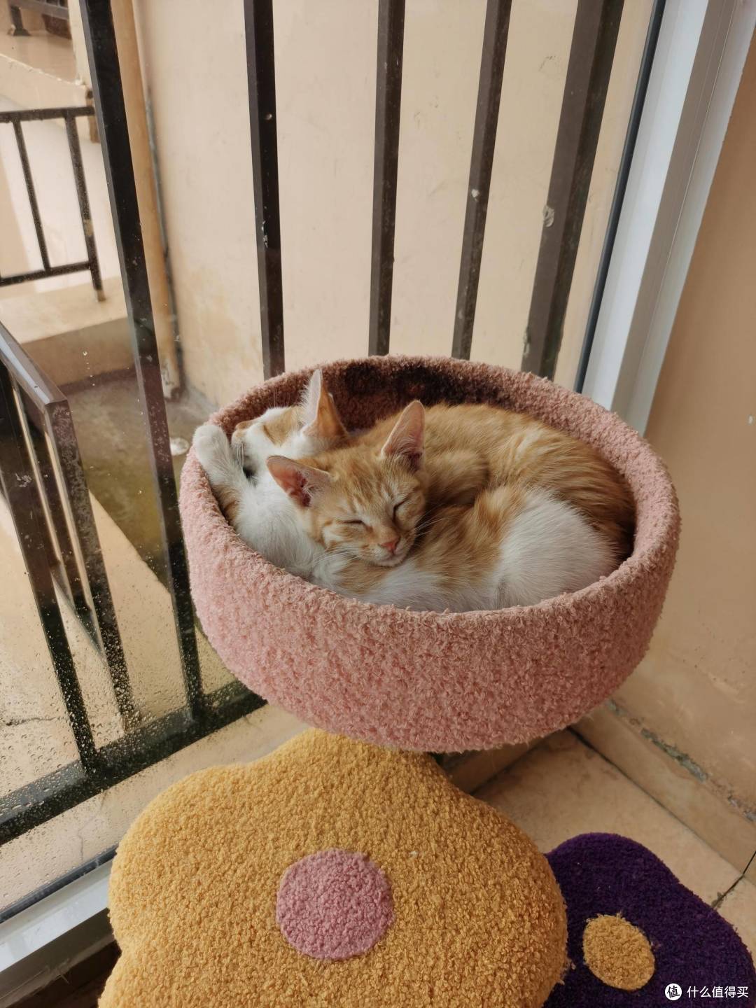 养宠知识从这里开始!新手养猫的前100天, 刚出生没多久的小奶猫要怎么养? 纯干货!