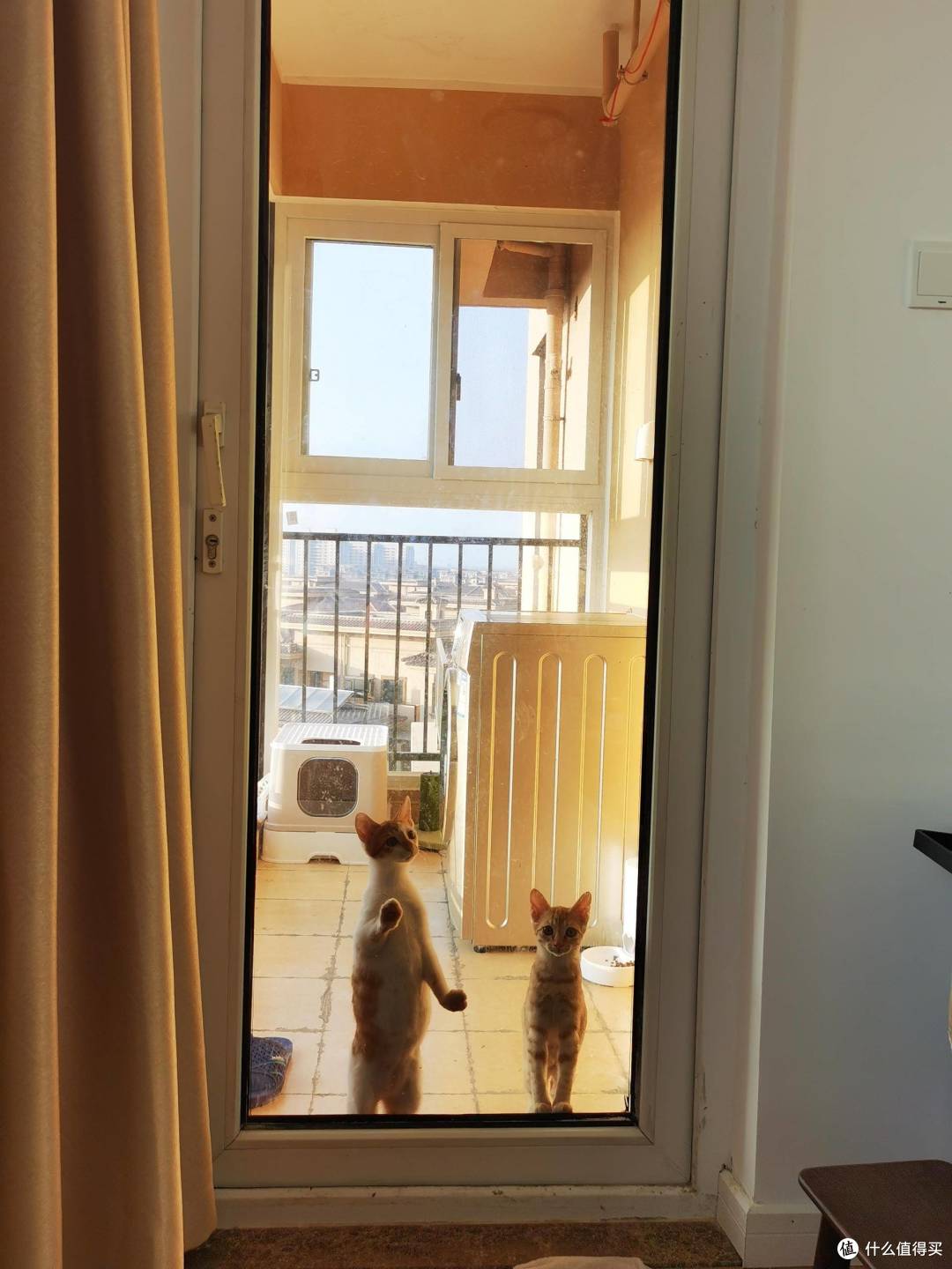 养宠知识从这里开始!新手养猫的前100天, 刚出生没多久的小奶猫要怎么养? 纯干货!