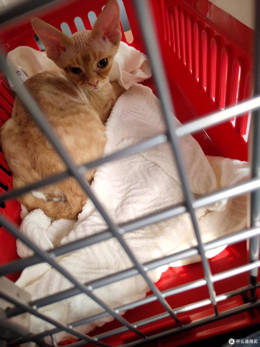 新手养猫需要买点什么?