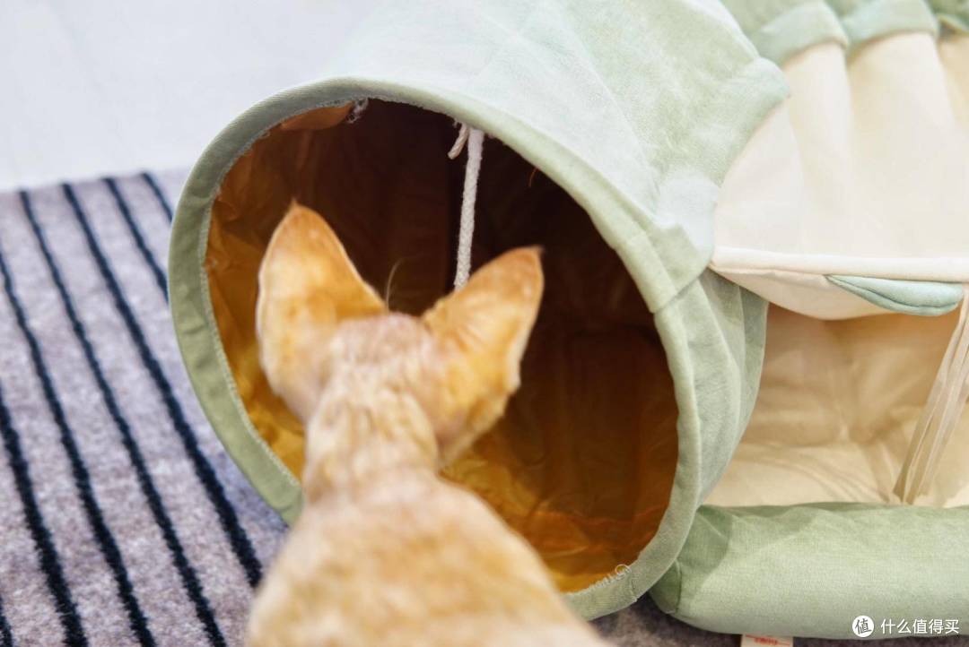新手养猫需要买点什么?