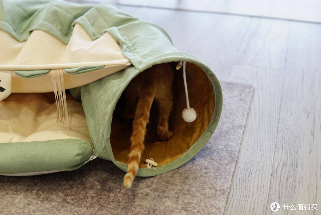 新手养猫需要买点什么?