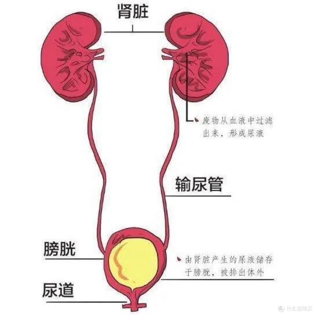 肾炎 结石 尿路感染 怎么买保险 泌尿系统疾病最全投保指南 保险 什么值得买
