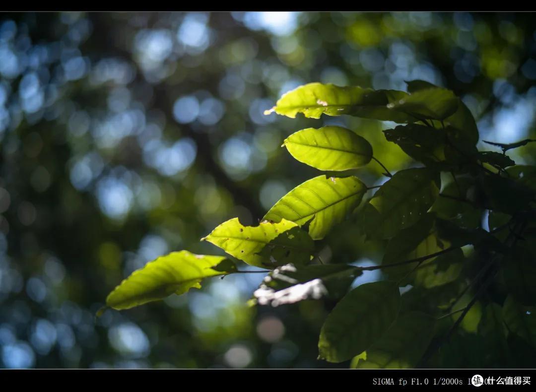 铭匠50mm F0.95镜头测评 徕卡口夜神登场!