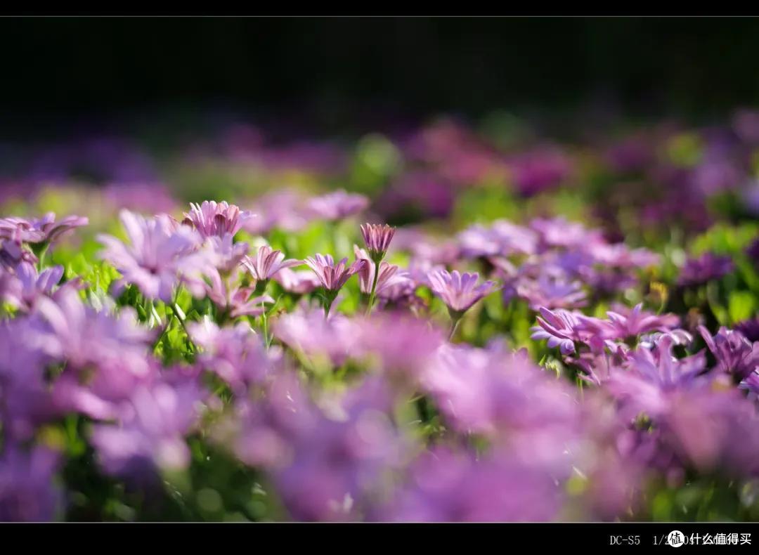 铭匠50mm F0.95镜头测评 徕卡口夜神登场!