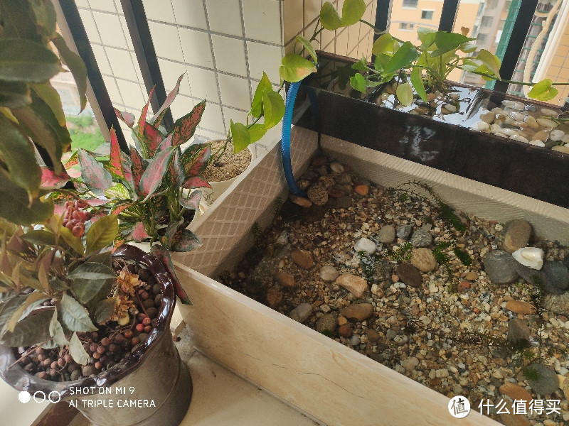 新手DIY鱼缸,算了,还是鱼池吧。