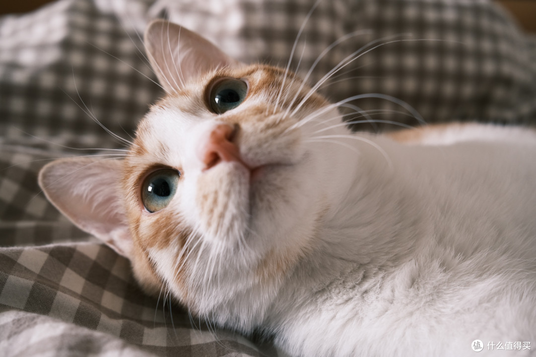 一只橘猫的成长史，以及我是如何捉到一只野生橘猫？