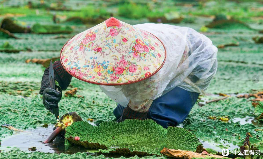 初秋最润的一碗，没喝过就亏了！软糯又养颜