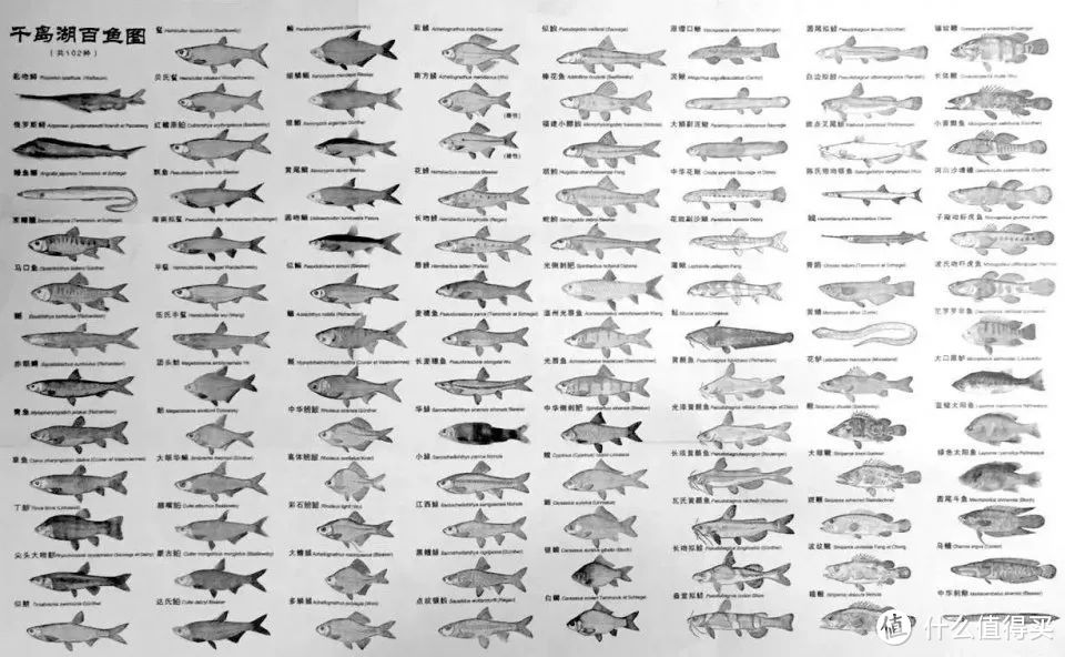 想吃千岛湖鱼头的人，好多都吃了亏（3000字防坑攻略）