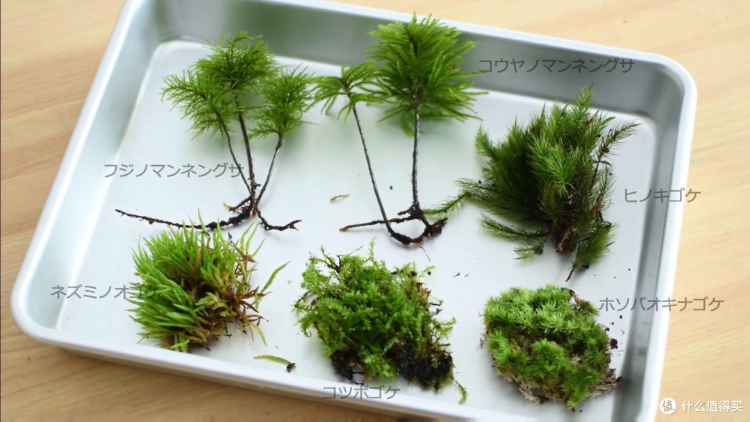 保姆级植物生态缸DIY教程,教你把热带雨林搬回家!