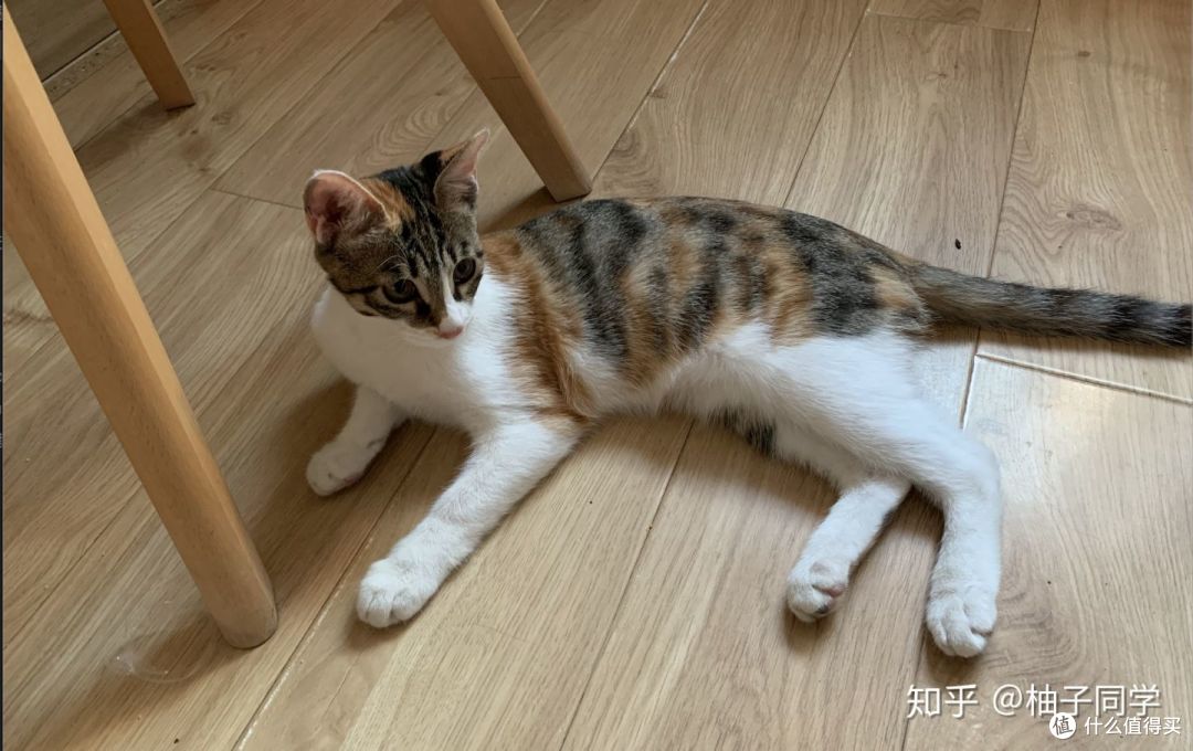 泡芙猫砂盆有多香?终于不用在夜深人静的时候,闻着猫屎的味道入眠了