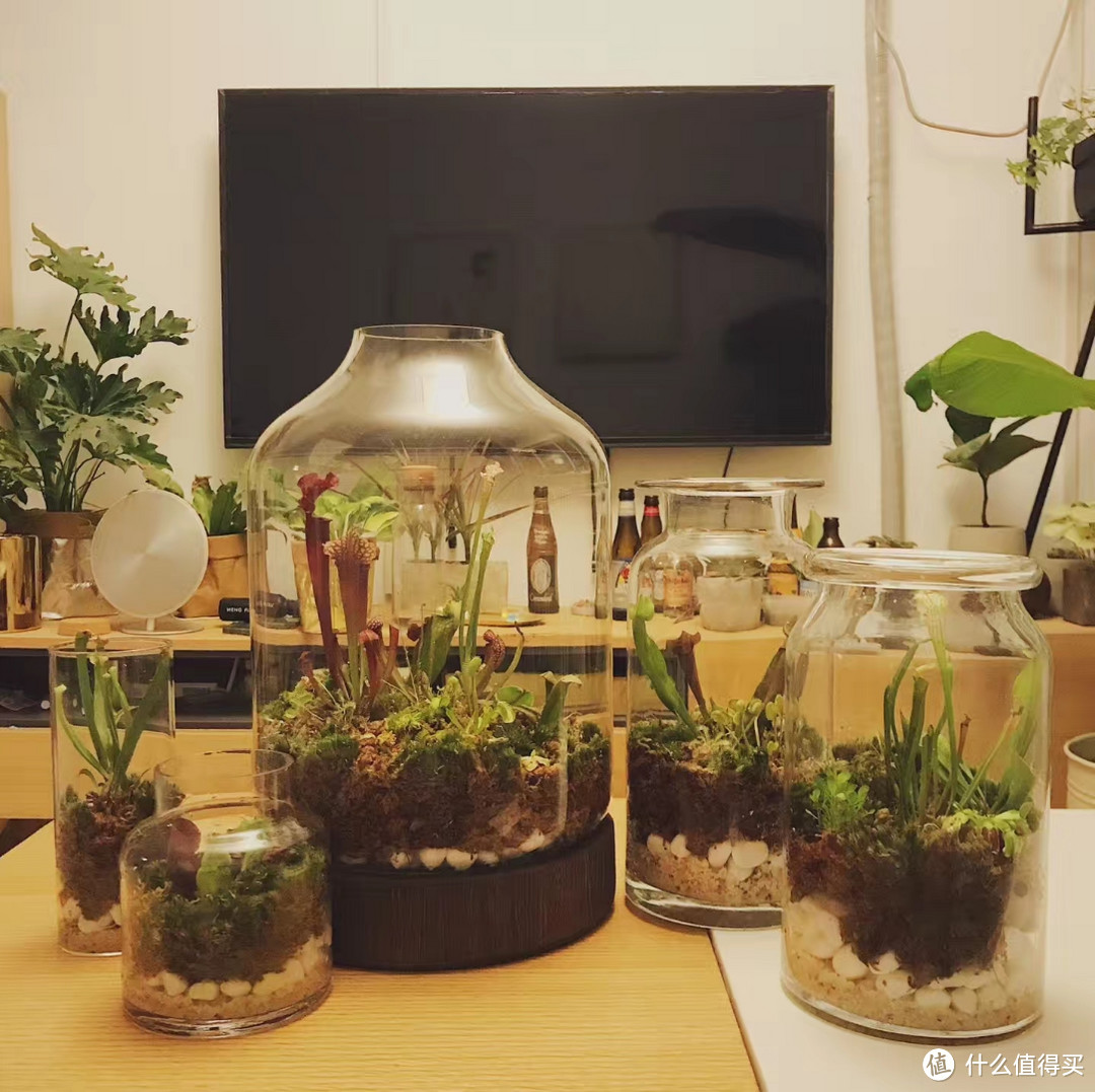 植物生态缸日常养护tips 植物生态缸有啥优点 什么值得买