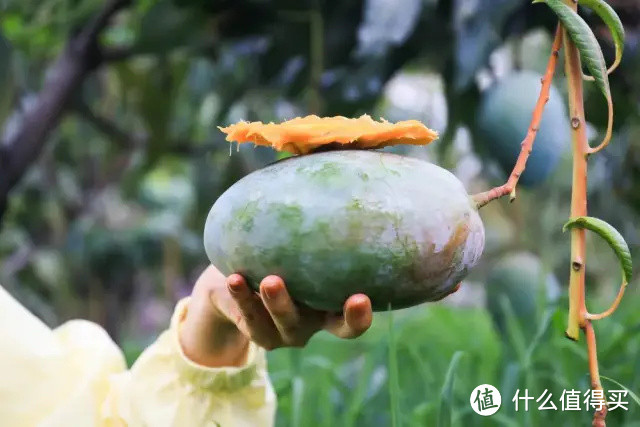 比脸还大的攀枝花凯特芒果上市啦！肉厚多汁，甜蜜十足~