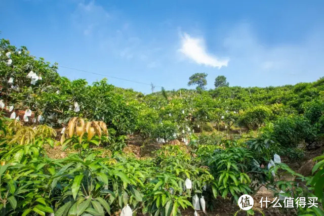 比脸还大的攀枝花凯特芒果上市啦！肉厚多汁，甜蜜十足~