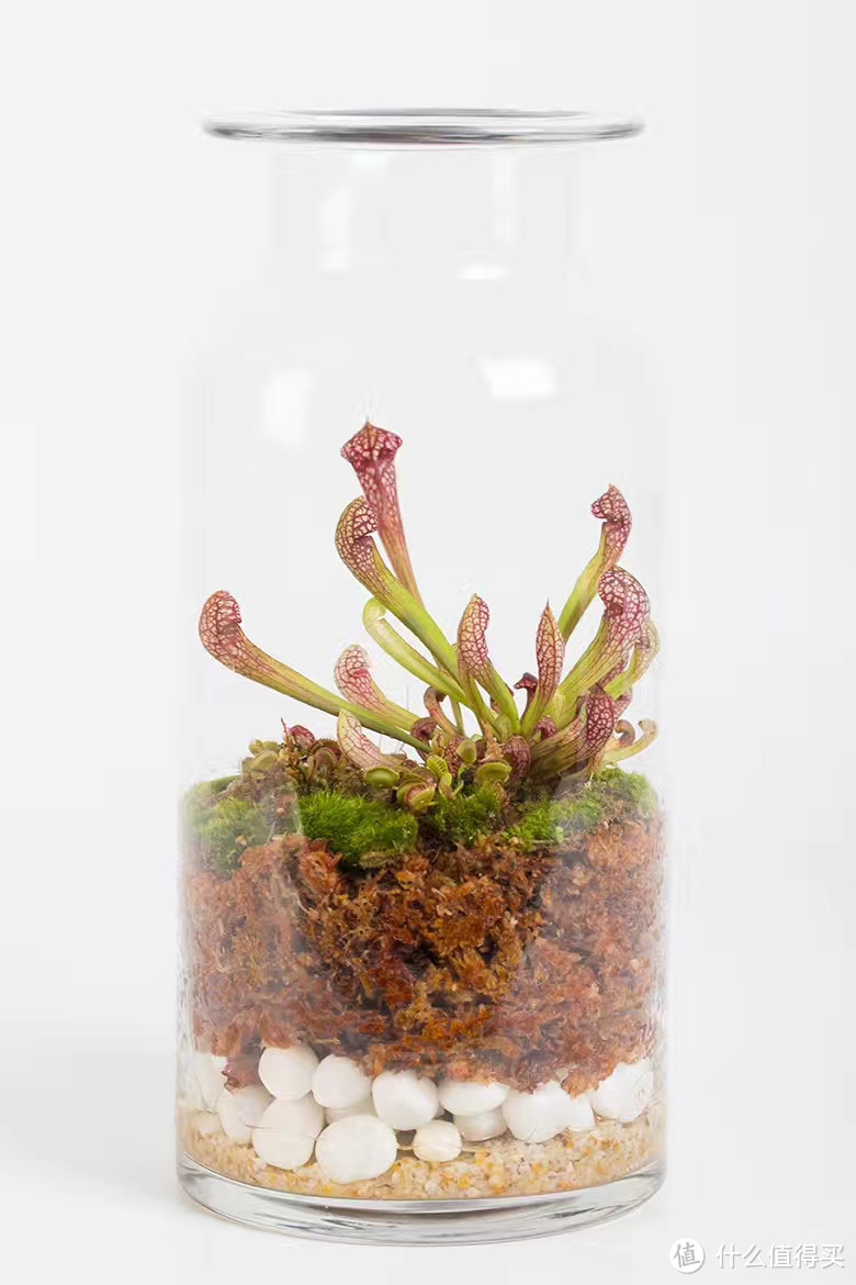 保姆级植物生态缸DIY教程,教你把热带雨林搬回家!