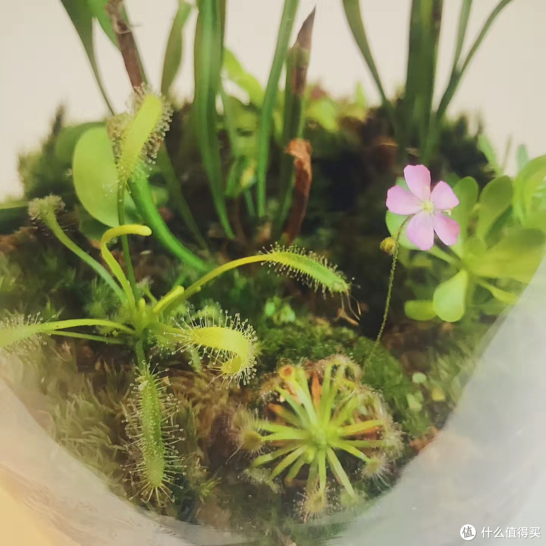 保姆级植物生态缸DIY教程,教你把热带雨林搬回家!