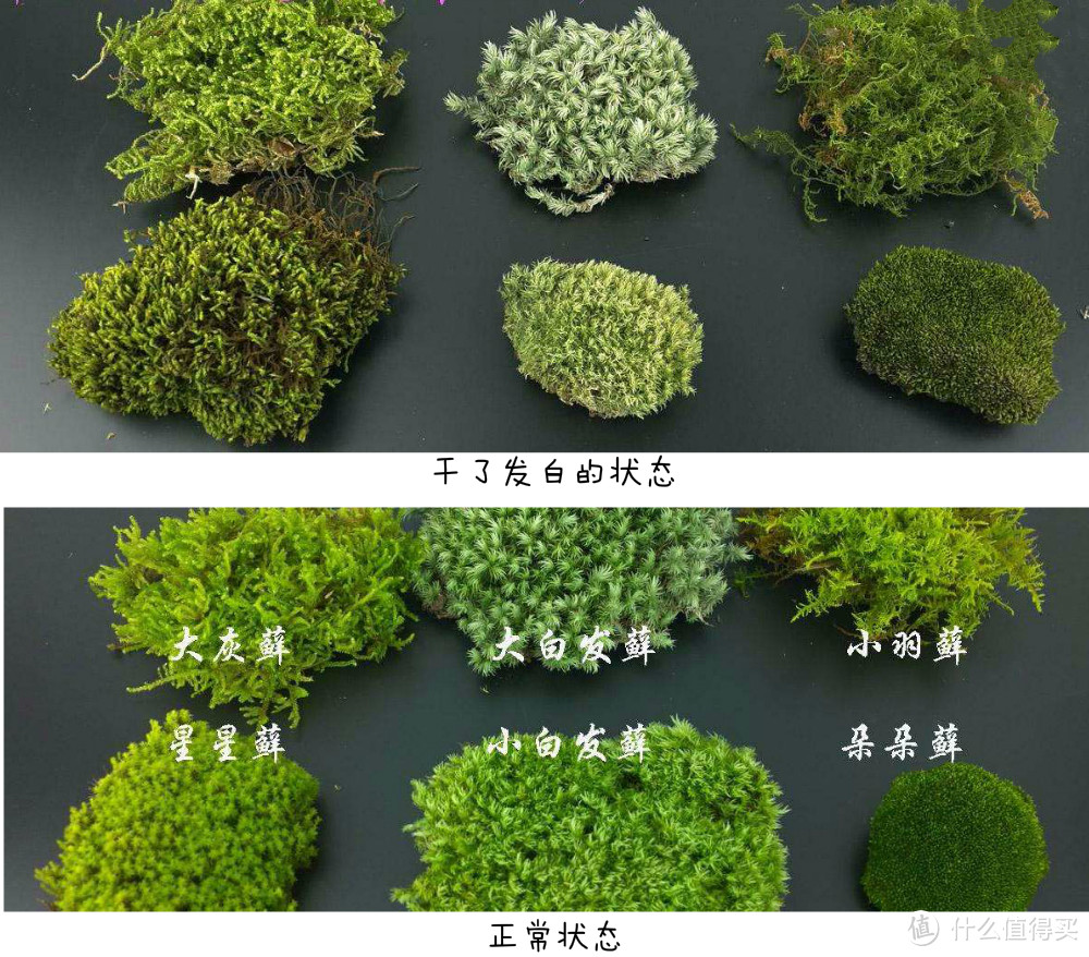 保姆级植物生态缸DIY教程,教你把热带雨林搬回家!