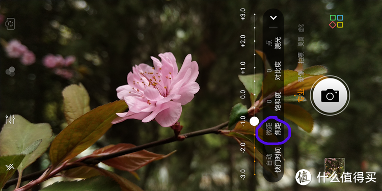手机如何拍好树上的花?