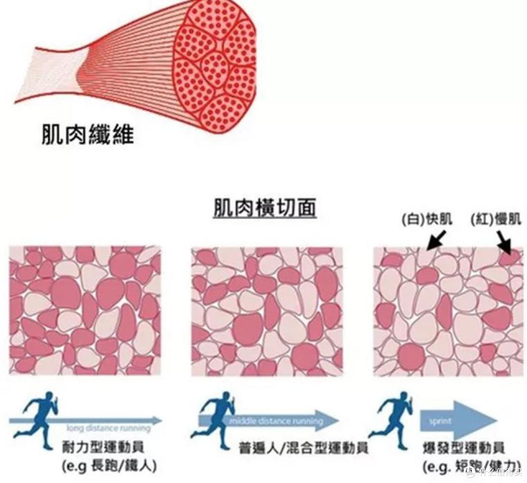 红白肌区别