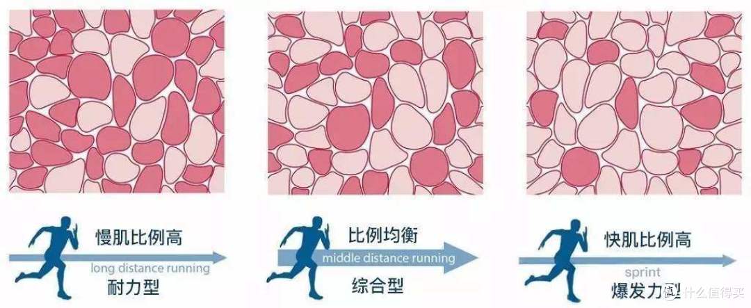 红白肌不同适合的运动不同