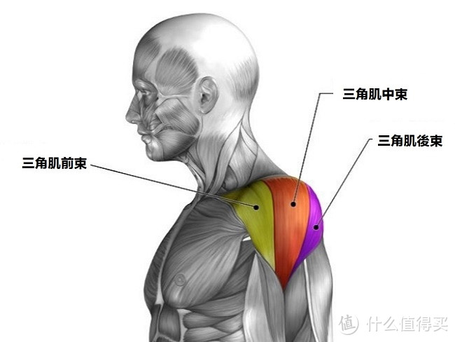 爱健身篇二十三 一练肩就疼 4个动作缓解肩颈疼痛 这5个肩部训练误区也要注意 体育项目 什么值得买