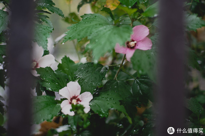 卡尔蔡司 康泰时C/Y卡口 50mm F1.4