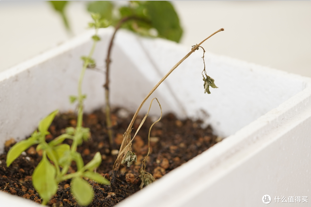 入秋这菜得多吃！食材仅2样，香到手指都要嘬个遍