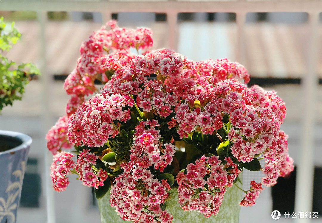 给生活加点情调，可以试试这10款花期长、常开花、易养活的植物