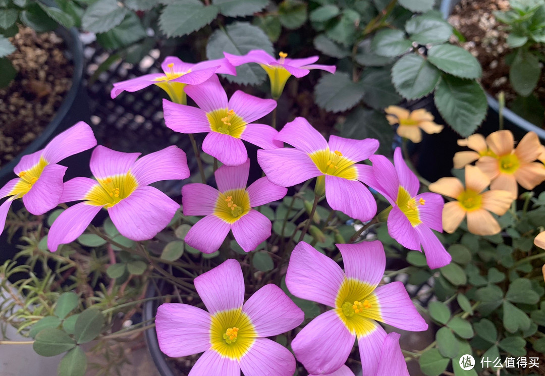 给生活加点情调，可以试试这10款花期长、常开花、易养活的植物