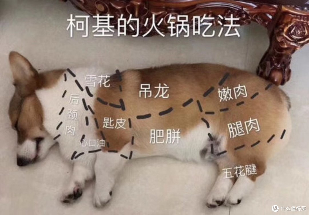 想养狗！！！你真的准备好了吗？