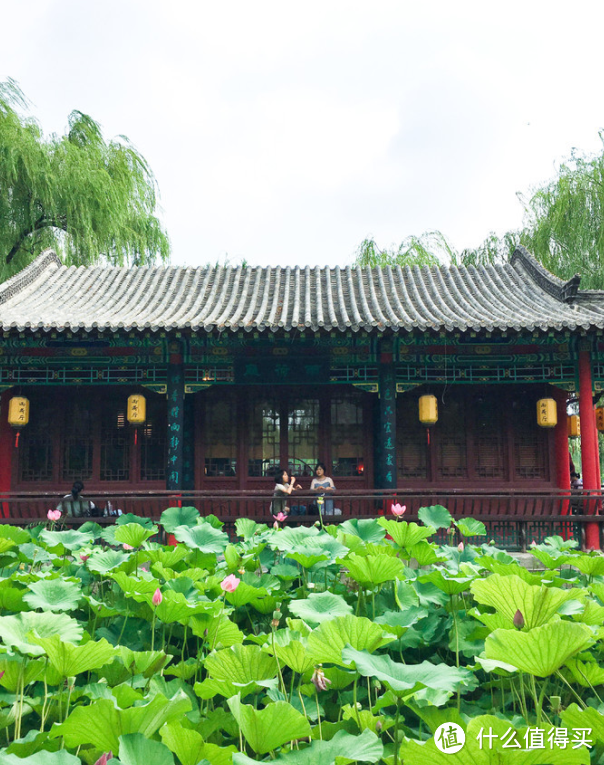 绿植鲜花养不活怎么办？摧花辣手一年养花经验总结（绿植/鲜花/干花）