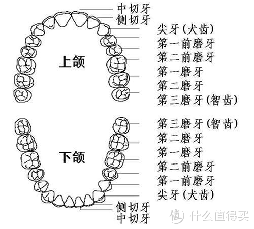 科学深度评测电动牙刷，2020年电动牙刷推荐+选购攻略「9月更新」