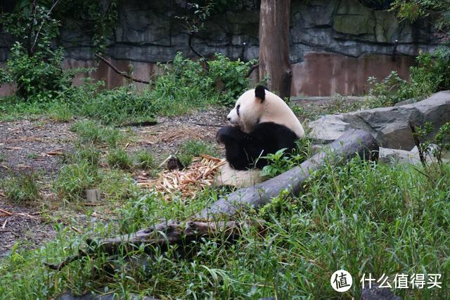 这个景区从来不缺游客，7点半开园，早上5点就有人开始排队