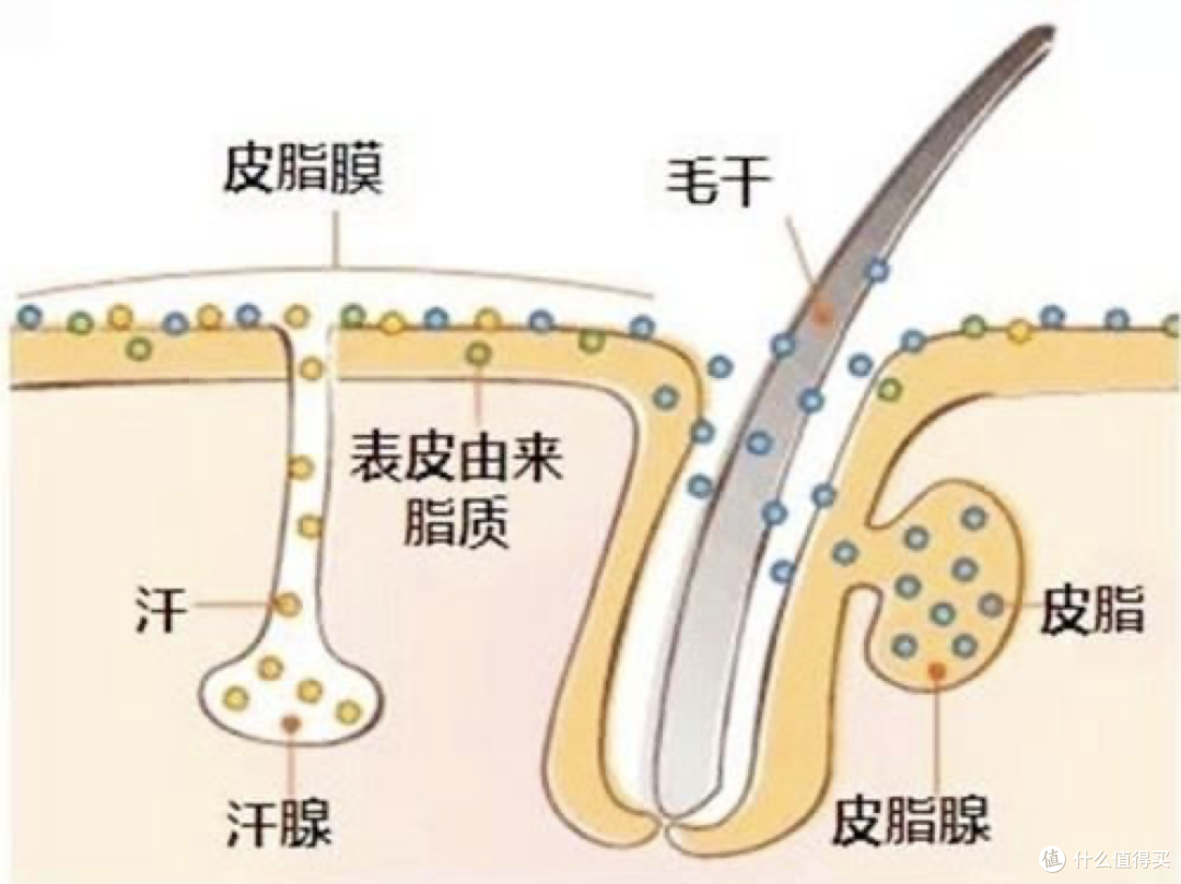 脱皮泛红瘙痒、出油敏感刺痛，护肤品不吸收，受损皮肤如何重建肌肤屏障？（超全攻略&产品推荐）