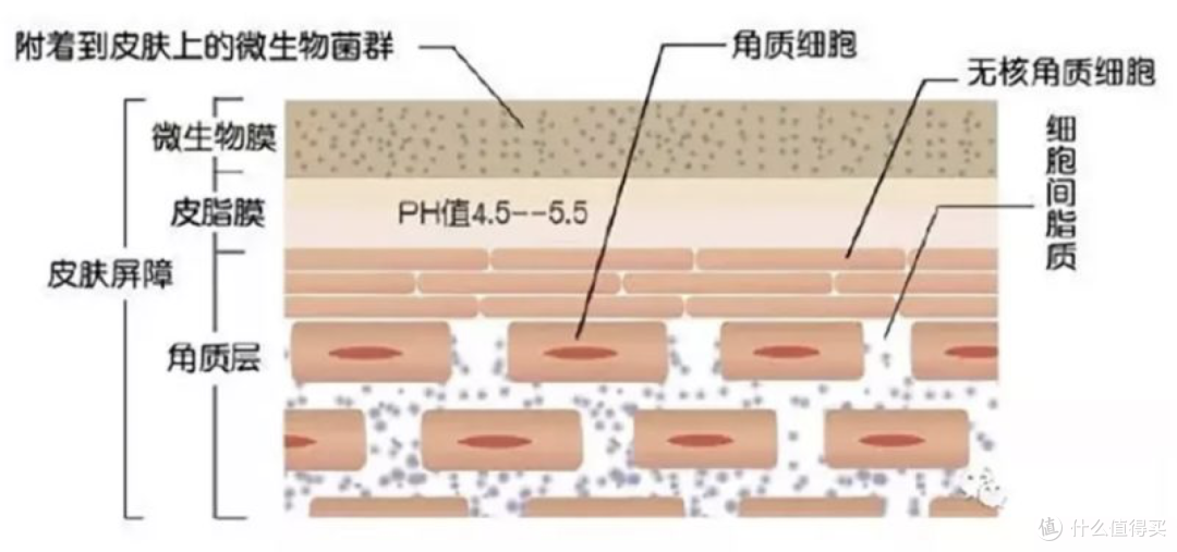 脱皮泛红瘙痒、出油敏感刺痛，护肤品不吸收，受损皮肤如何重建肌肤屏障？（超全攻略&产品推荐）