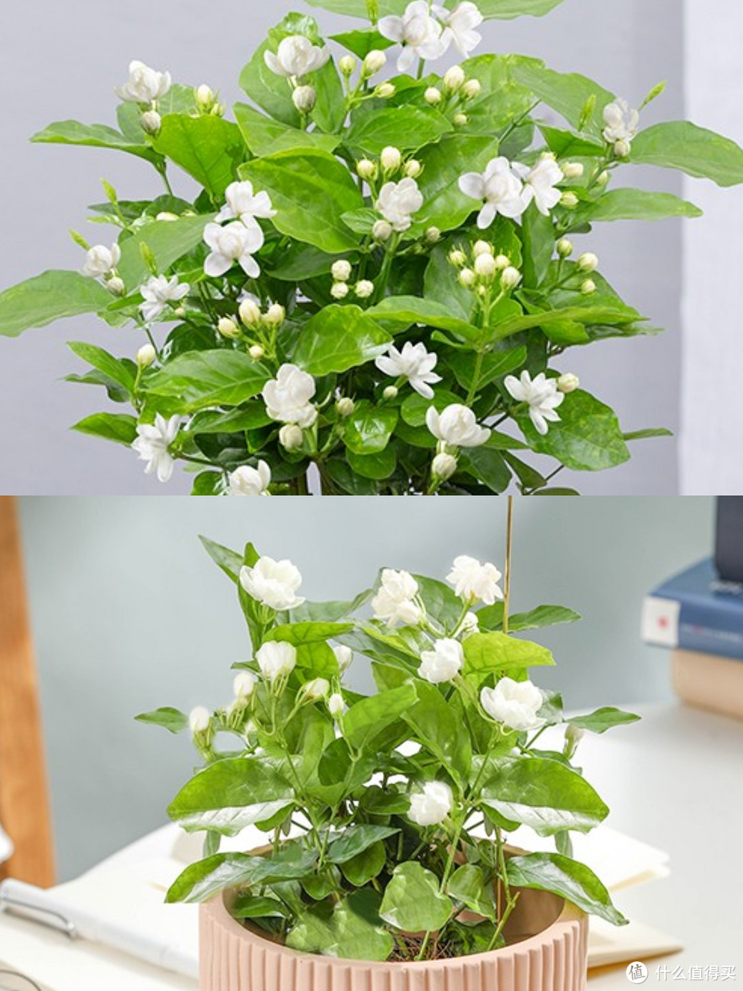 【收藏必备】14种带有香气的花卉绿植， 让屋里拥有绿意与香味，提升生活幸福感~