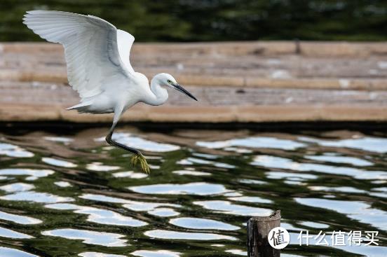 大变焦，轻量级，高画质！佳能RF100-500mm F4.5-7.1 L IS USM评测