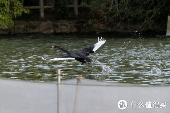 大变焦，轻量级，高画质！佳能RF100-500mm F4.5-7.1 L IS USM评测