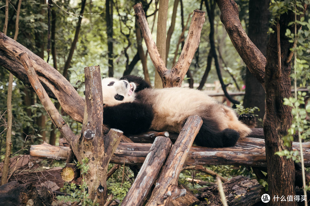 拒绝早起，闲看滚滚 — 成都大熊猫繁育基地懒人游玩攻略