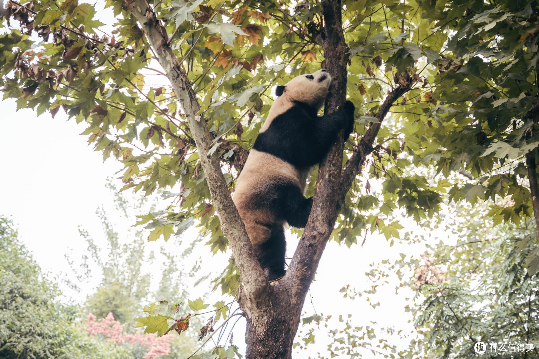 拒绝早起，闲看滚滚 — 成都大熊猫繁育基地懒人游玩攻略