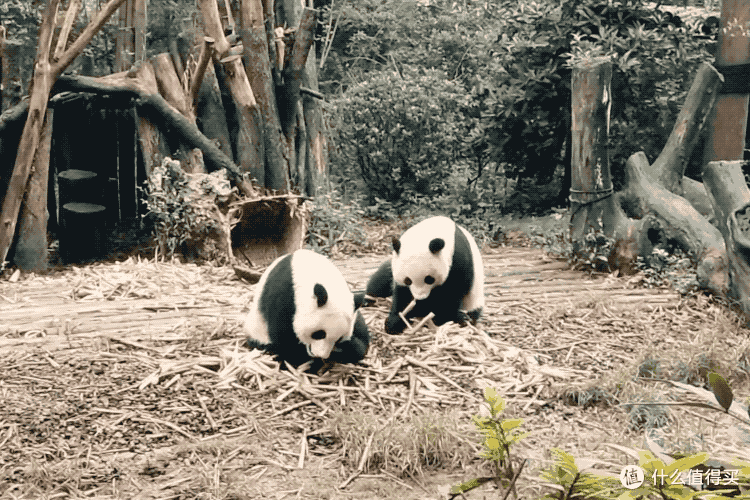 拒绝早起，闲看滚滚 — 成都大熊猫繁育基地懒人游玩攻略