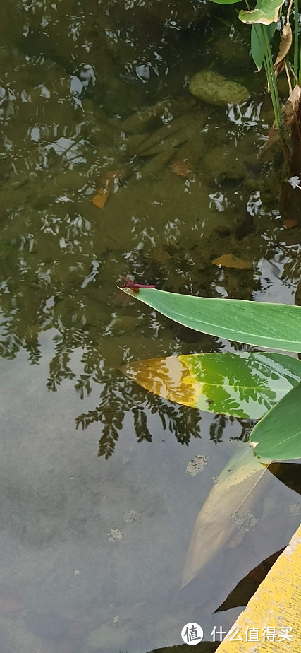 秋天里徐家汇公园看黑天鹅和小桥流水（隐藏在高楼大厦闹市区的悠闲好去处）