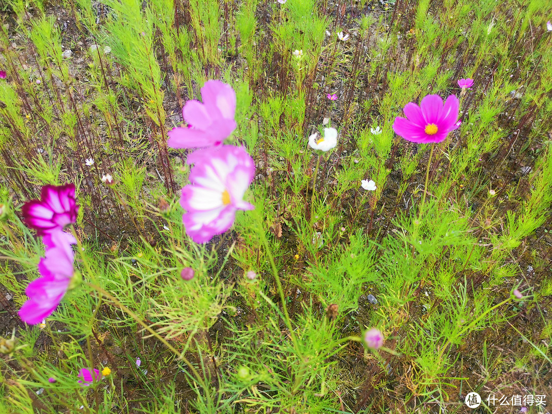 格桑花