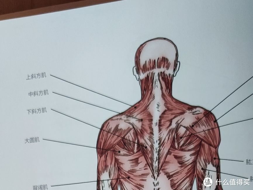 游泳爱好者的福音——吉影（GENEINNO）防水筋膜枪     