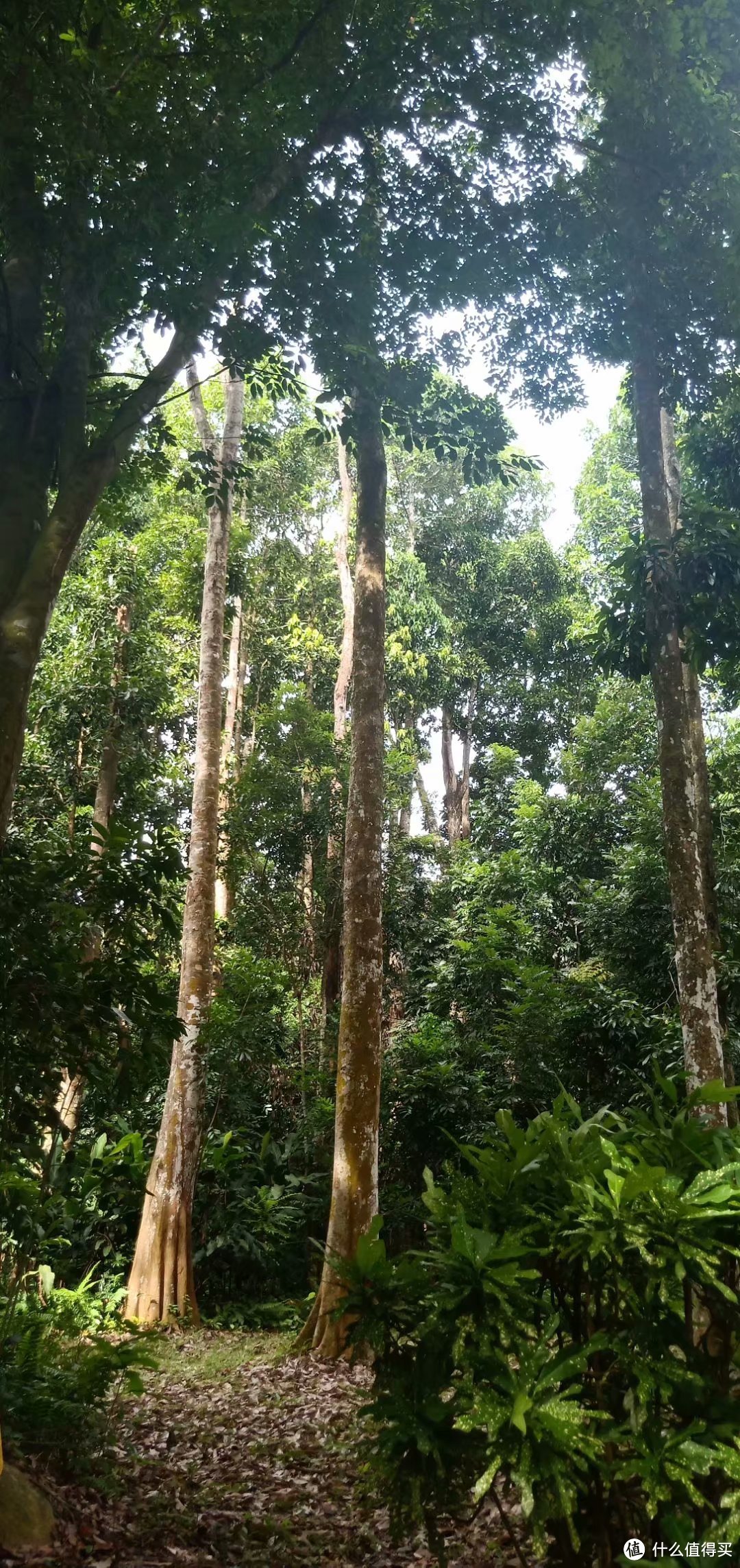 儋州一日游第一站—海南热带植物园